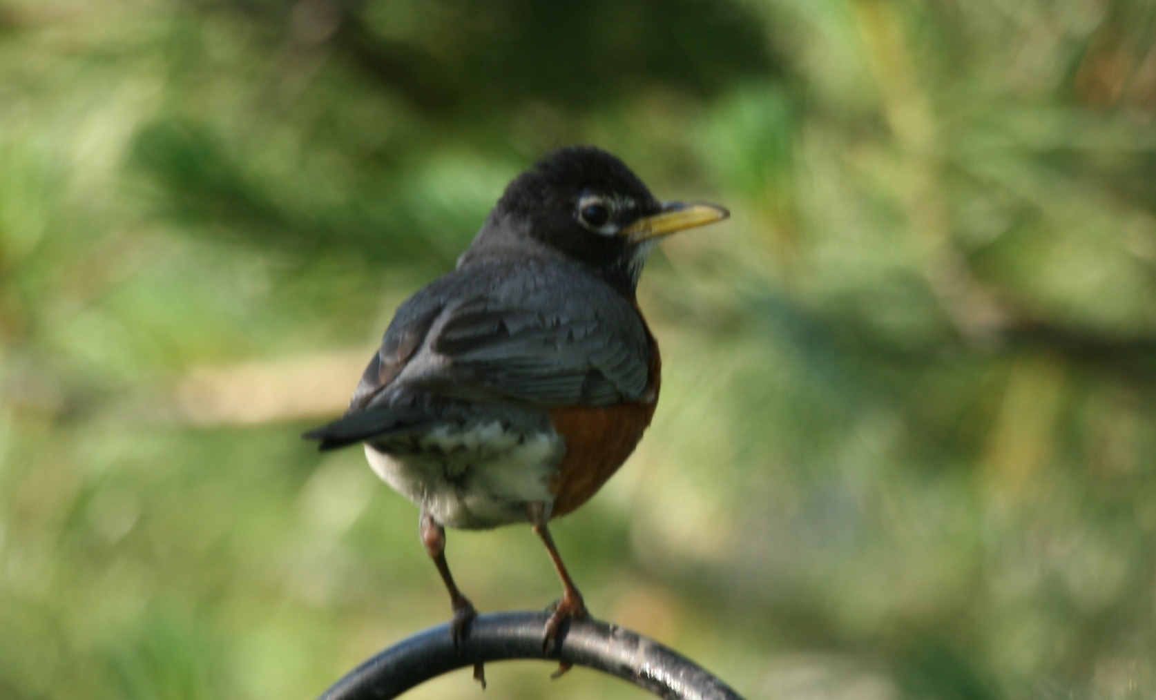 Robin in Spring